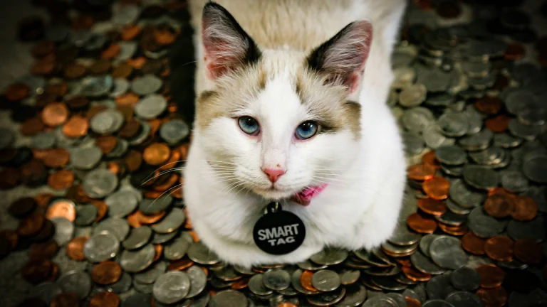 Your Cat’s Microchip Could Spread Malware, Researchers Warn
